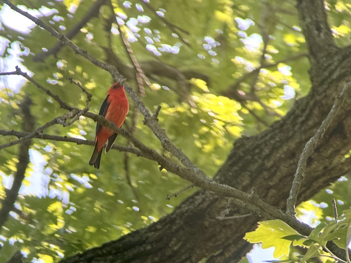 Scarlet Tanager - ML619490185