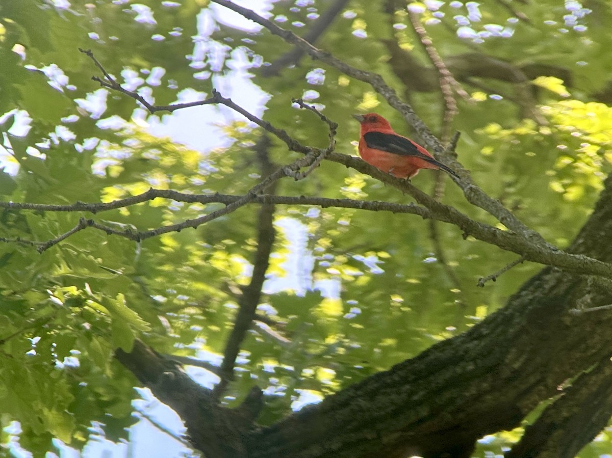 Scarlet Tanager - ML619490186