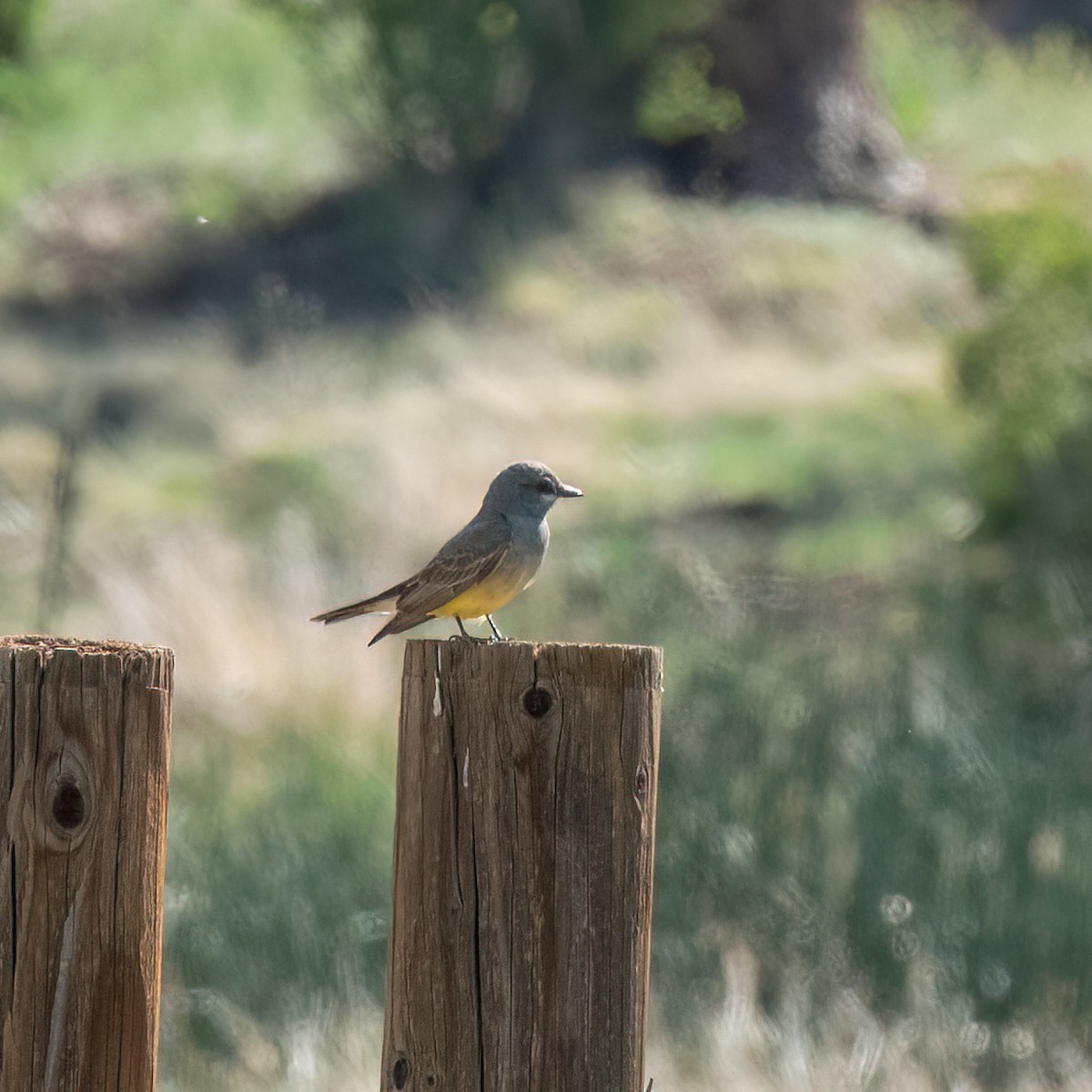 Cassin's Kingbird - ML619490189