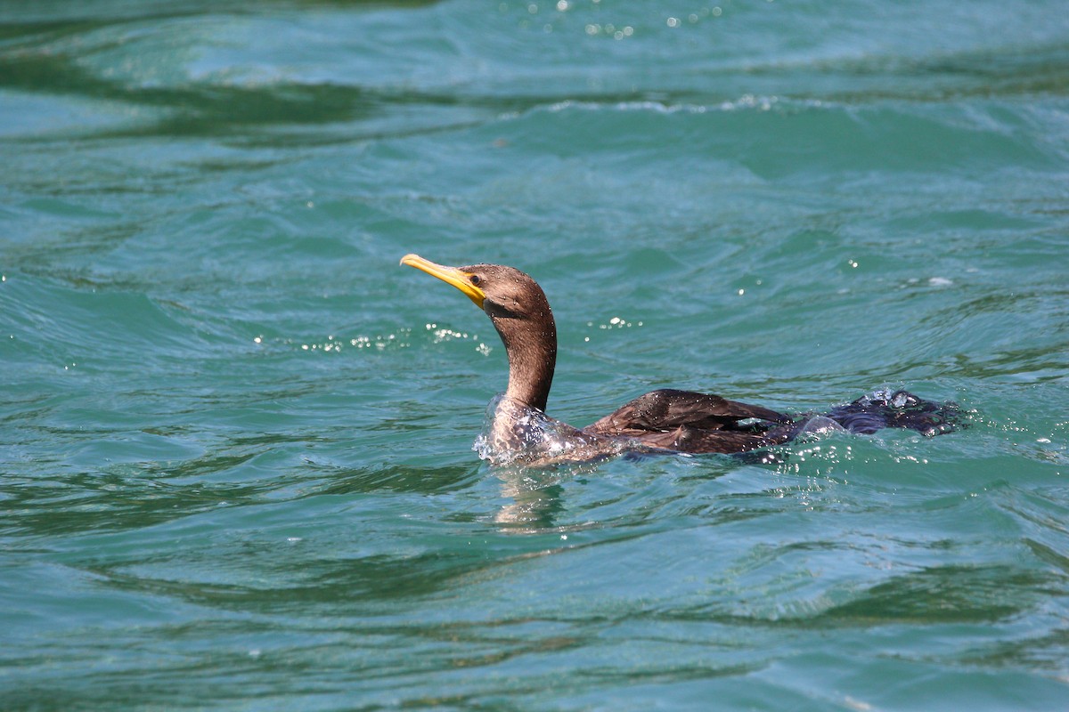 Double-crested Cormorant - Joshua(是語) Chen(陳)