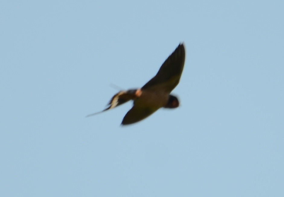 Barn Swallow - Kerry Beaghan