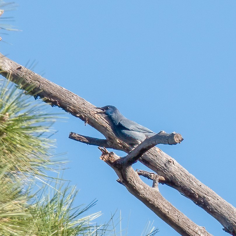 Pinyon Jay - Anonymous