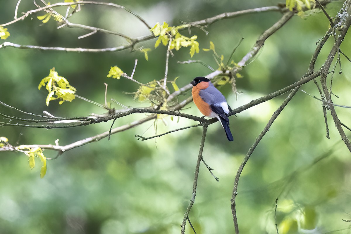 Eurasian Bullfinch - Delfin Gonzalez