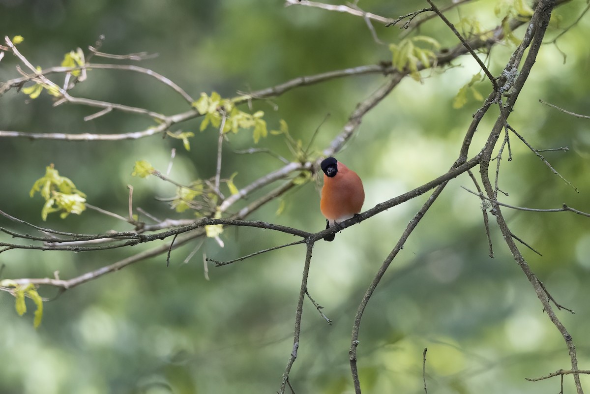 Eurasian Bullfinch - Delfin Gonzalez