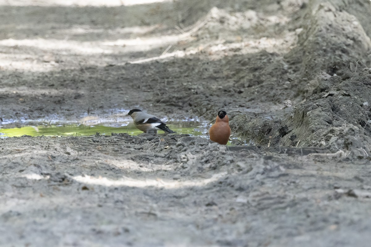 Eurasian Bullfinch - Delfin Gonzalez