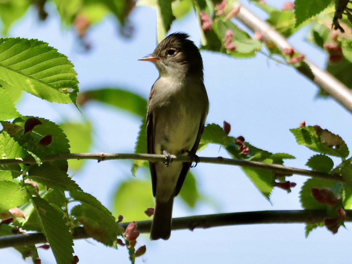 Eastern Wood-Pewee - William Going