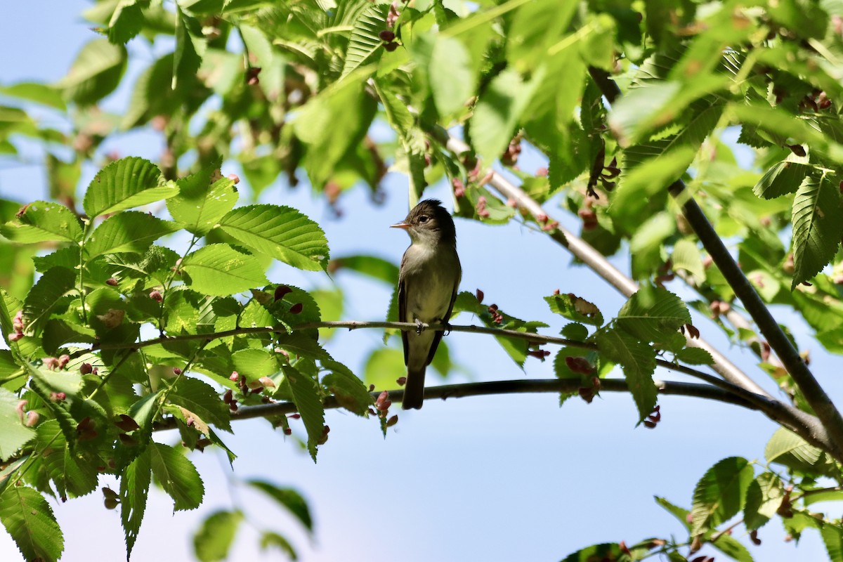 Eastern Wood-Pewee - ML619490202