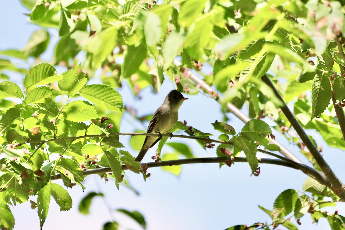 Eastern Wood-Pewee - William Going