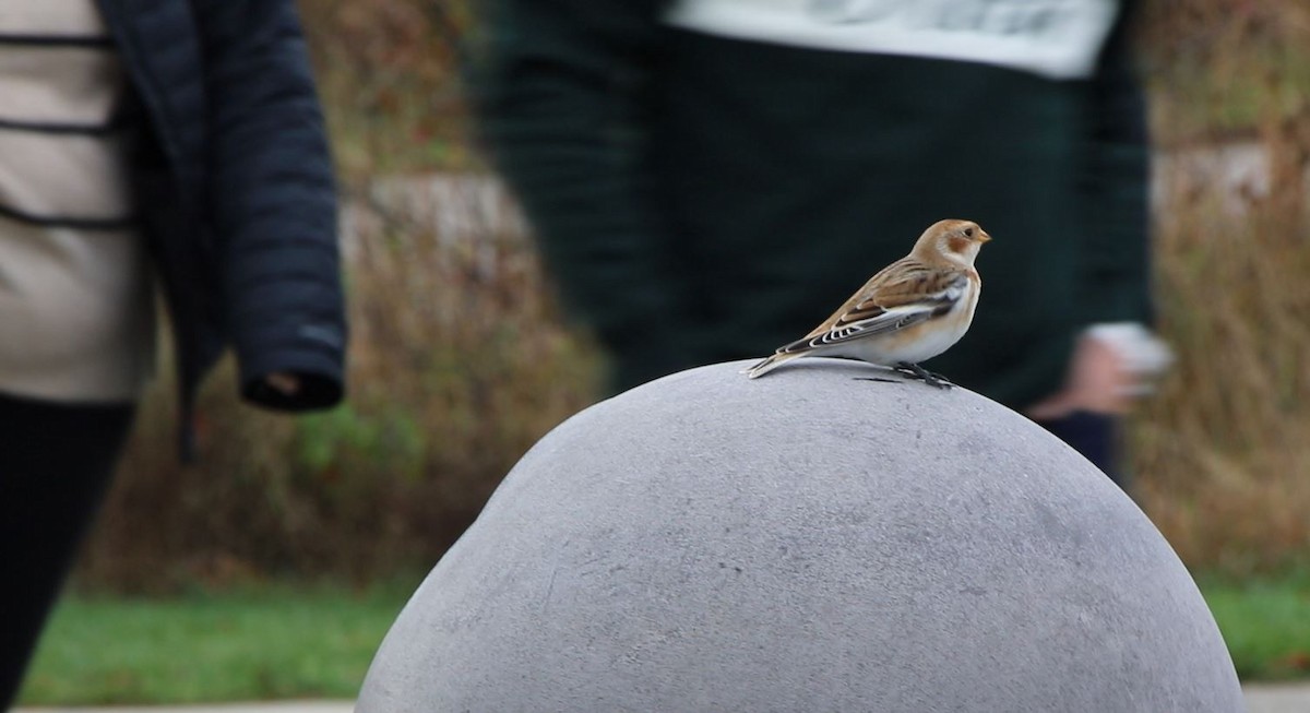 Snow Bunting - Lisa Maier