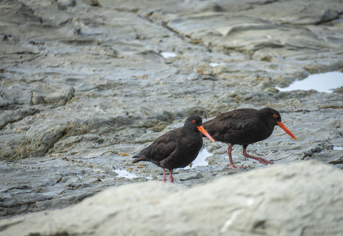 Variable Oystercatcher - ML619490214