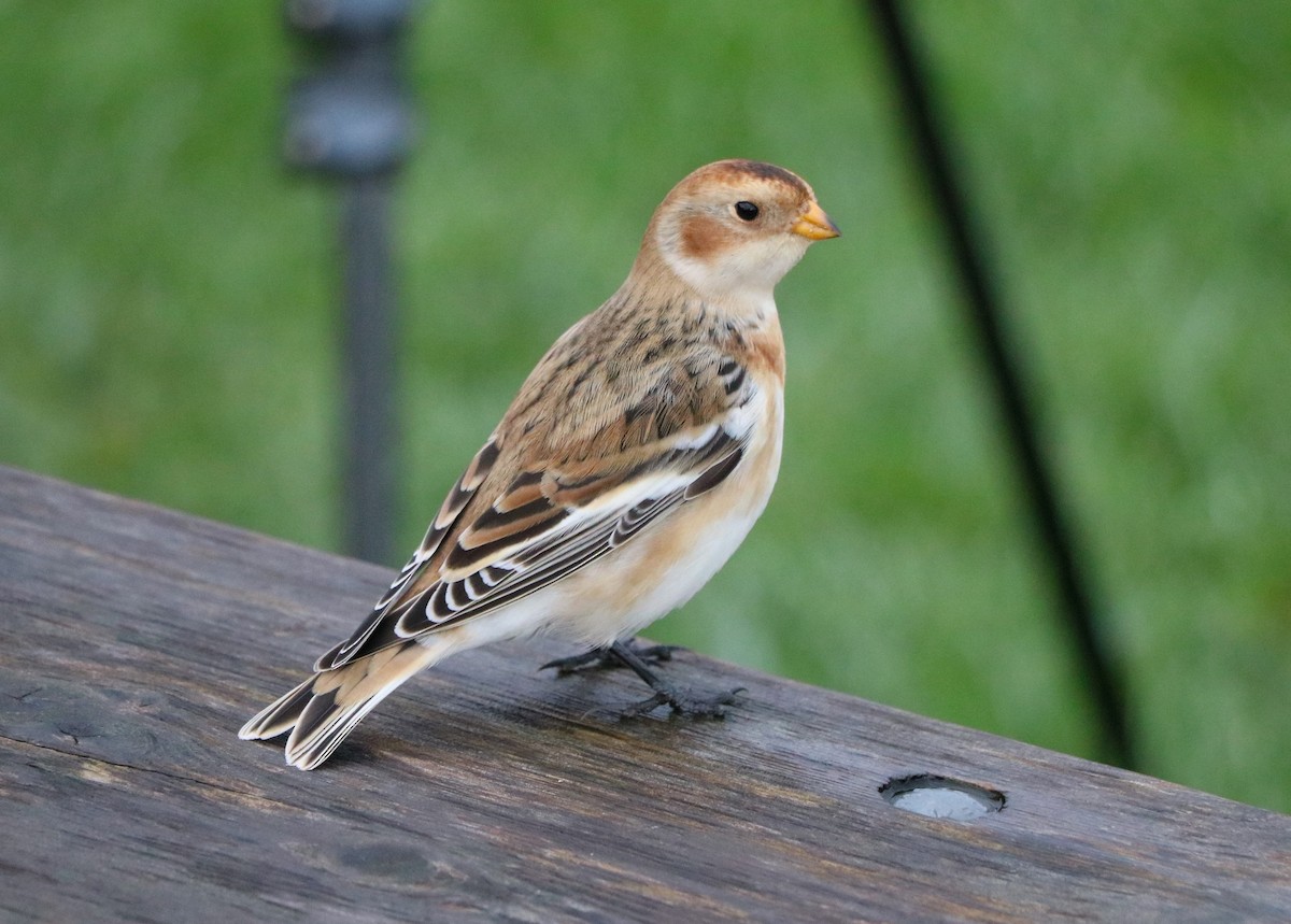 Snow Bunting - Lisa Maier