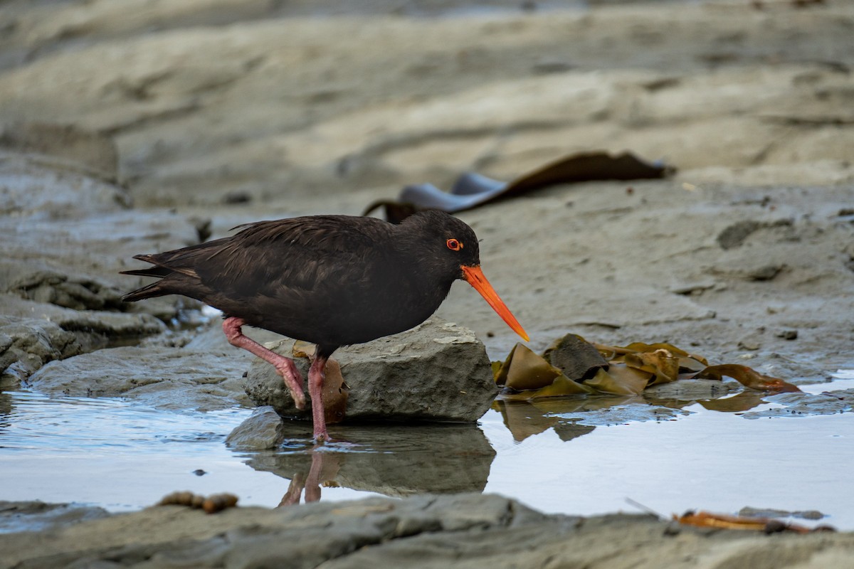 Variable Oystercatcher - ML619490216