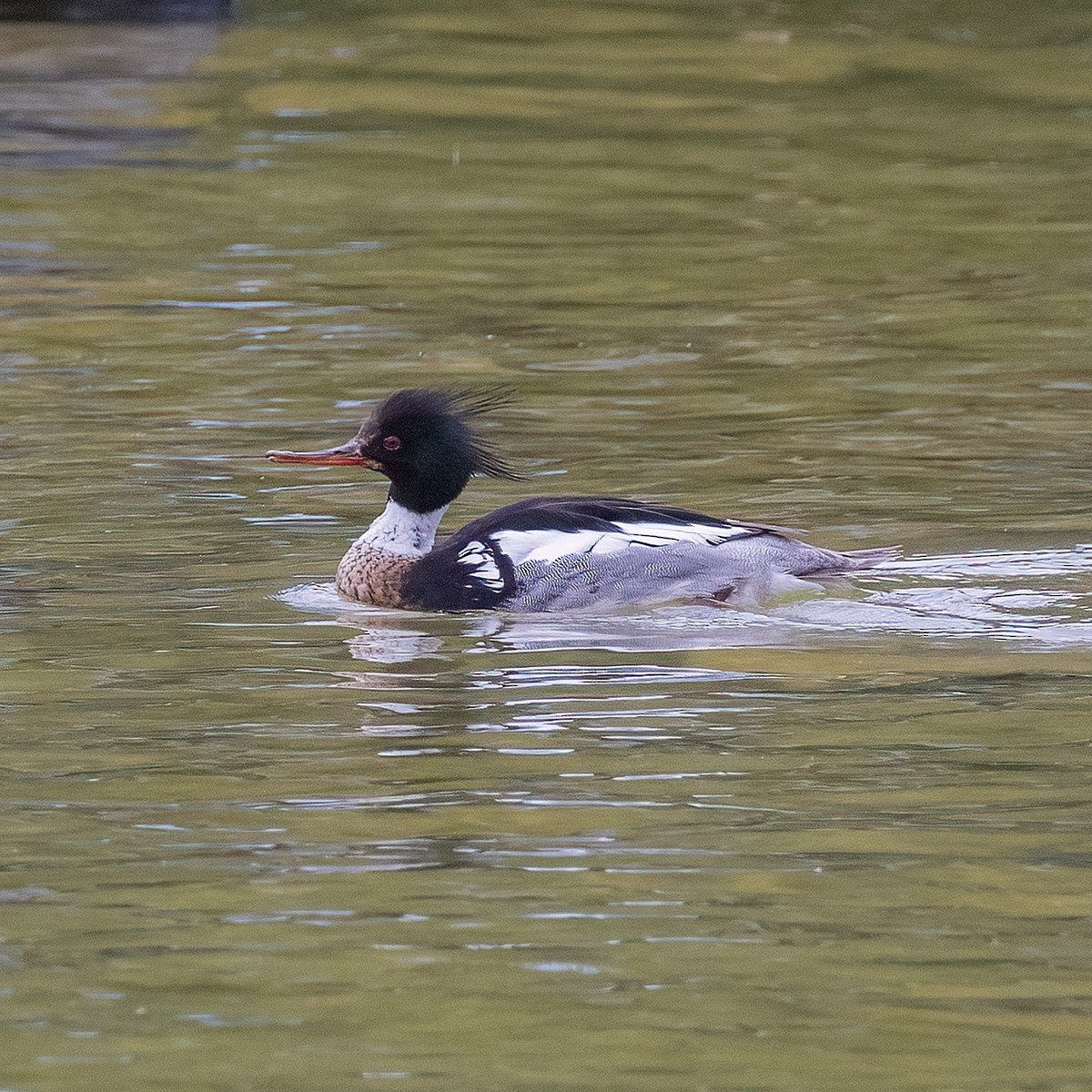 Red-breasted Merganser - Dan Vickers