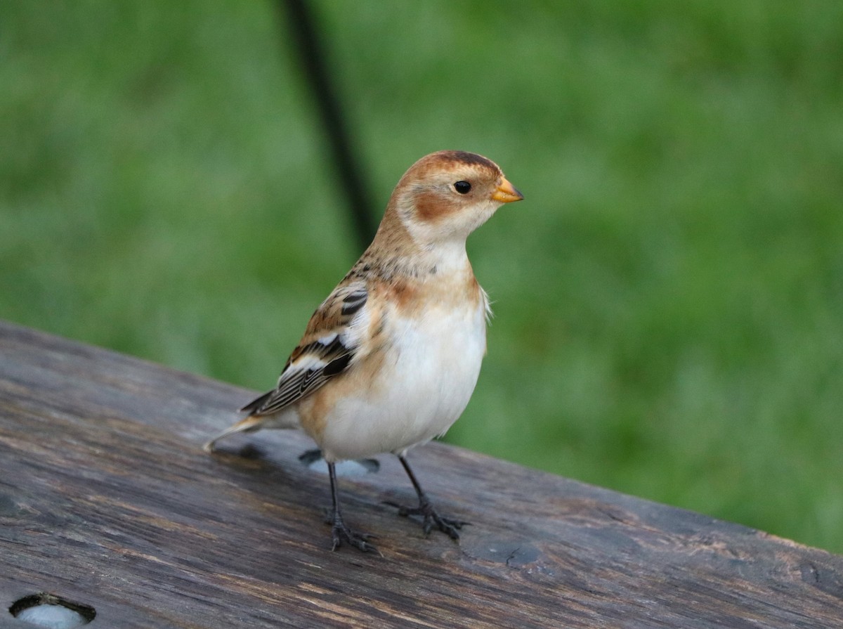 Snow Bunting - Lisa Maier