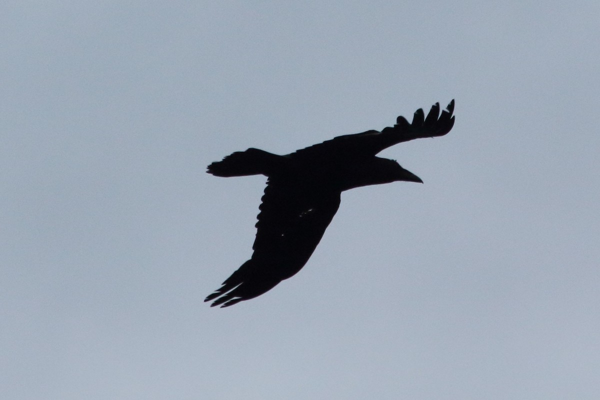 Common Raven - Elaheh Afsaneh