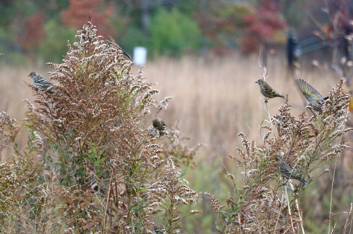 Pine Siskin - Lisa Maier