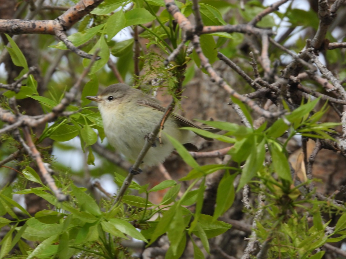 Warbling Vireo - Gerard Nachtegaele