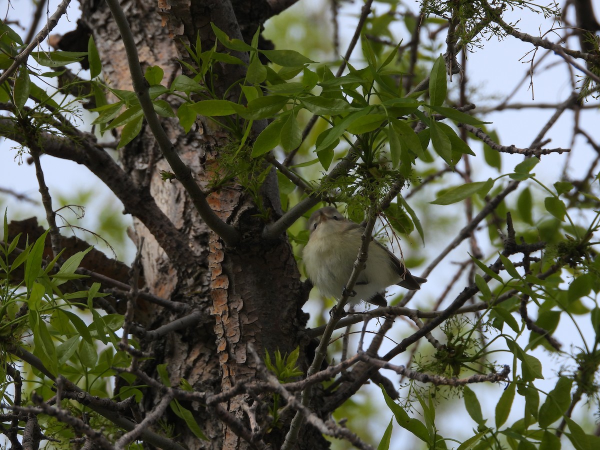 Warbling Vireo - Gerard Nachtegaele