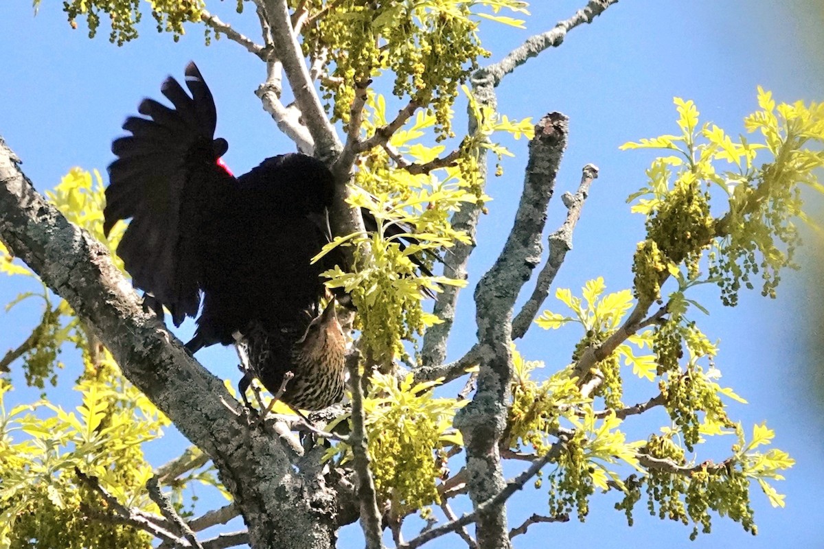 Red-winged Blackbird - ML619490239