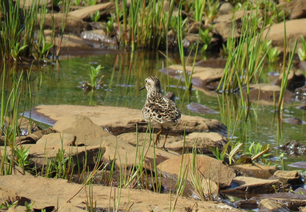 Least Sandpiper - Teresa Weismiller