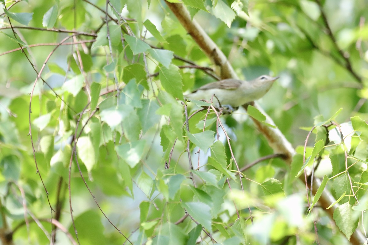 Warbling Vireo - William Going