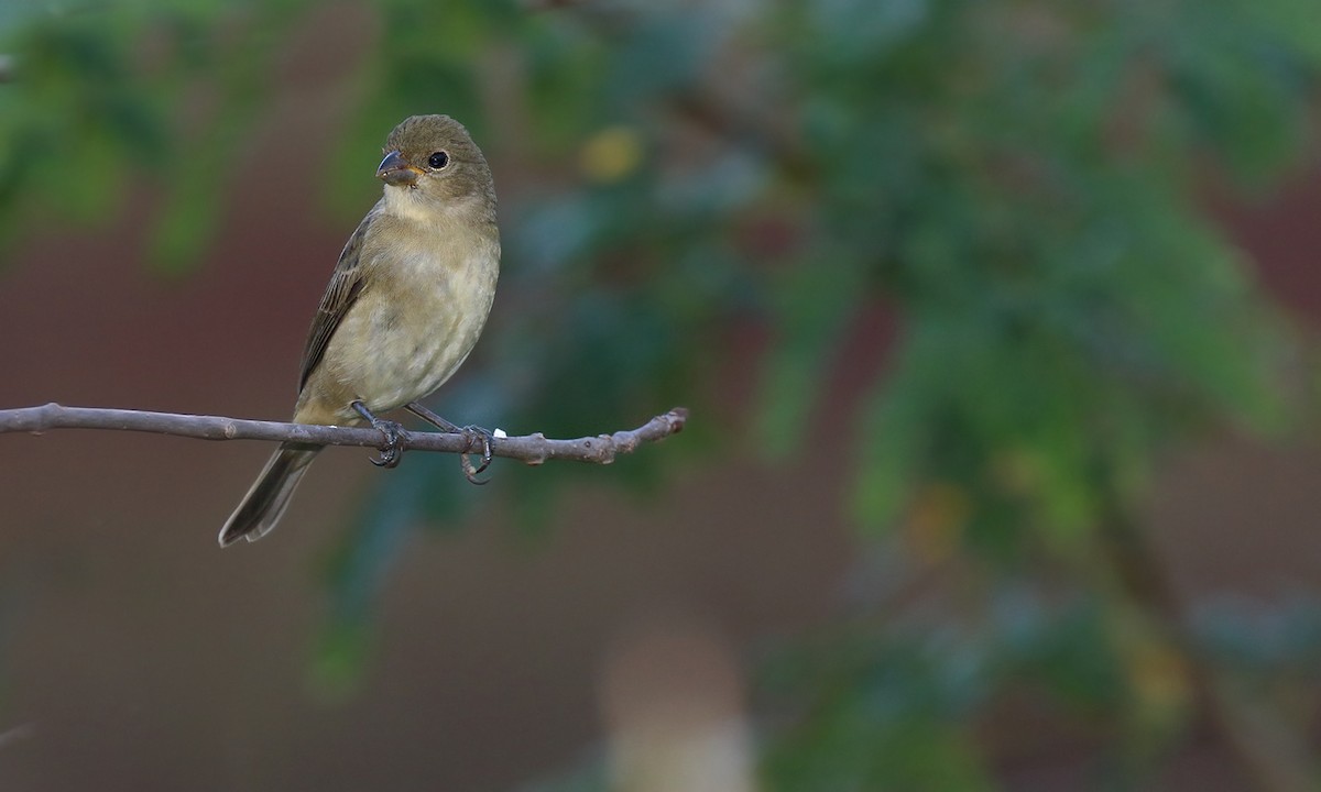 Double-collared Seedeater - Adrián Braidotti