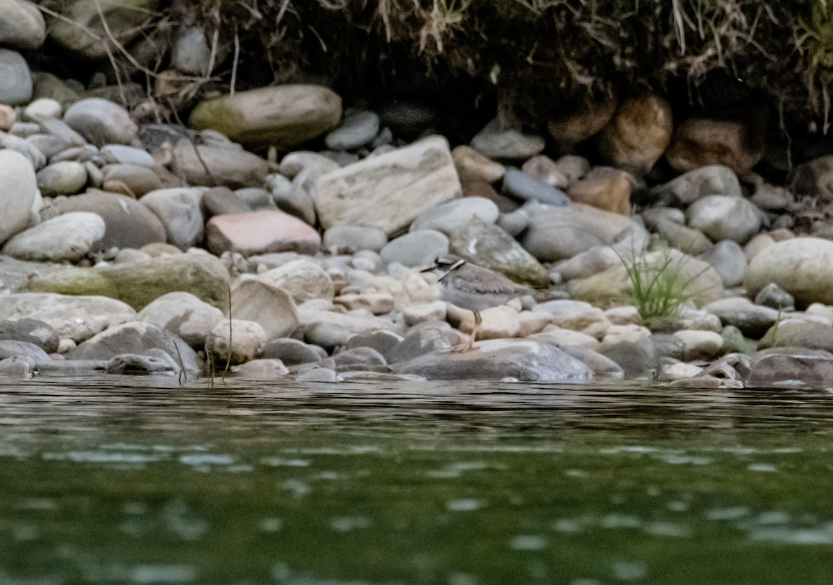 Long-billed Plover - Arun Raghuraman