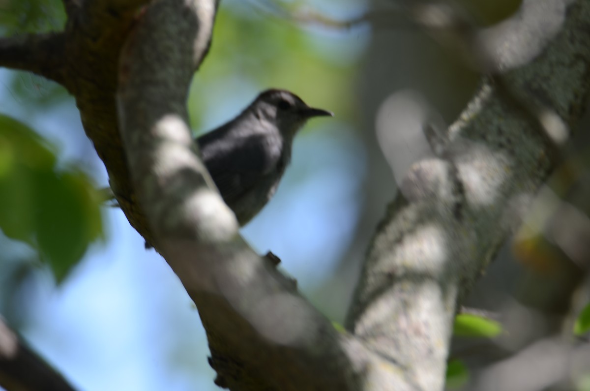 Gray Catbird - ML619490266