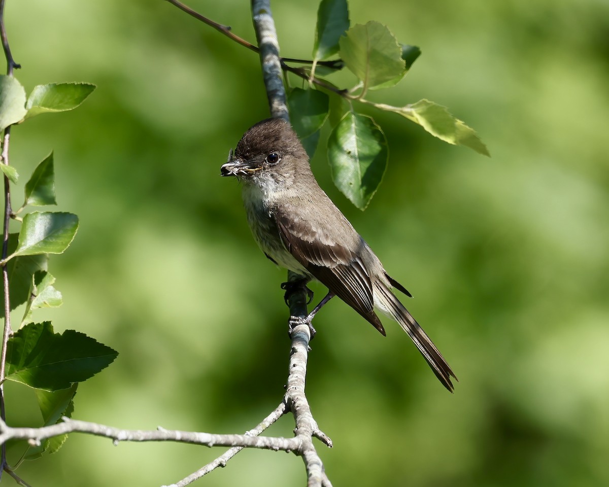 Eastern Phoebe - Debbie Kosater