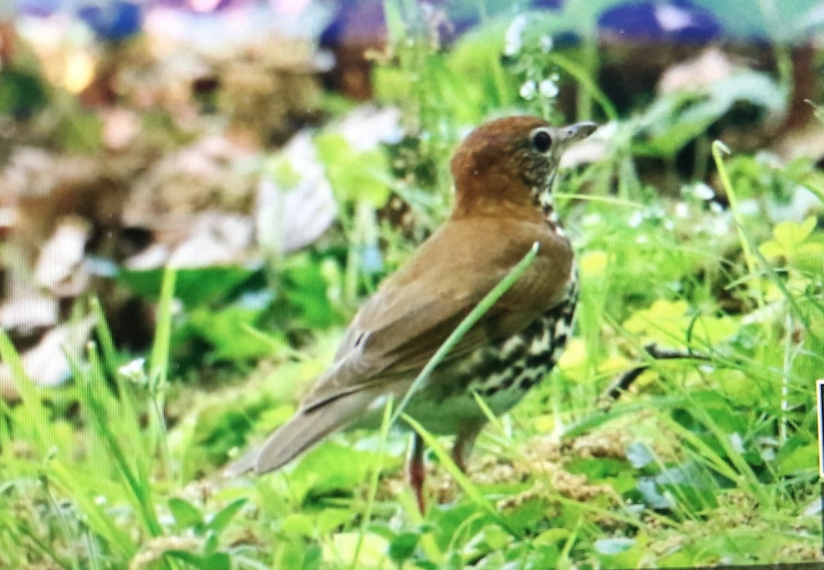 Wood Thrush - Jules S