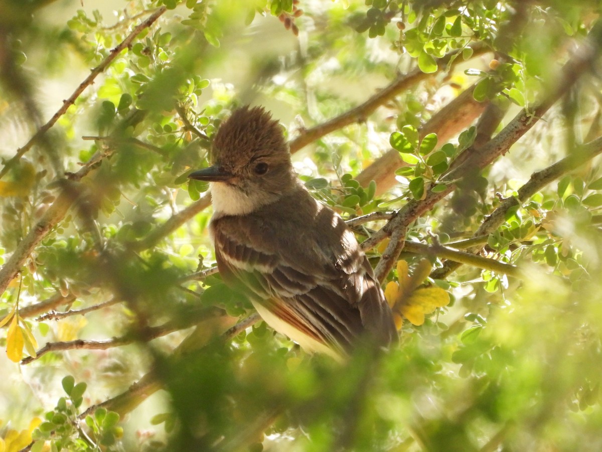 Ash-throated Flycatcher - Pam Griffin