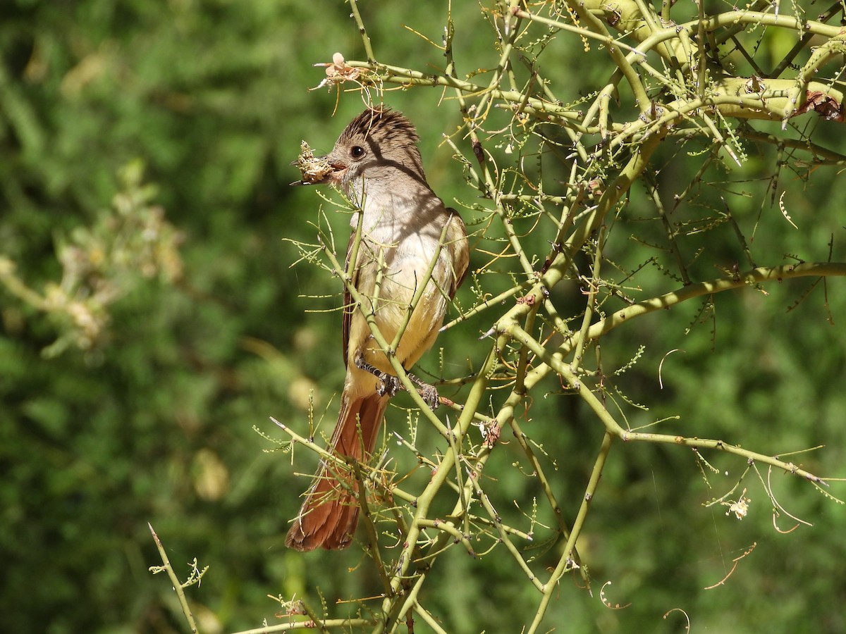 Ash-throated Flycatcher - Pam Griffin