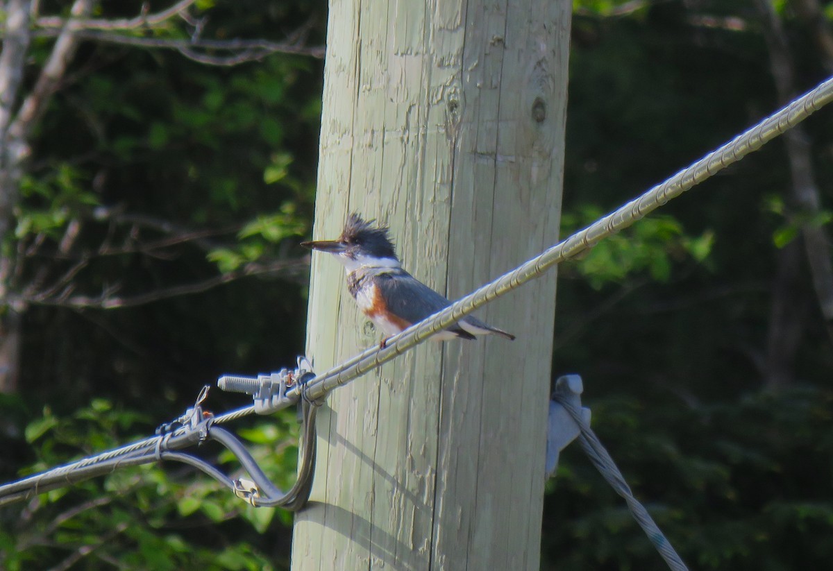 Belted Kingfisher - Teresa Weismiller