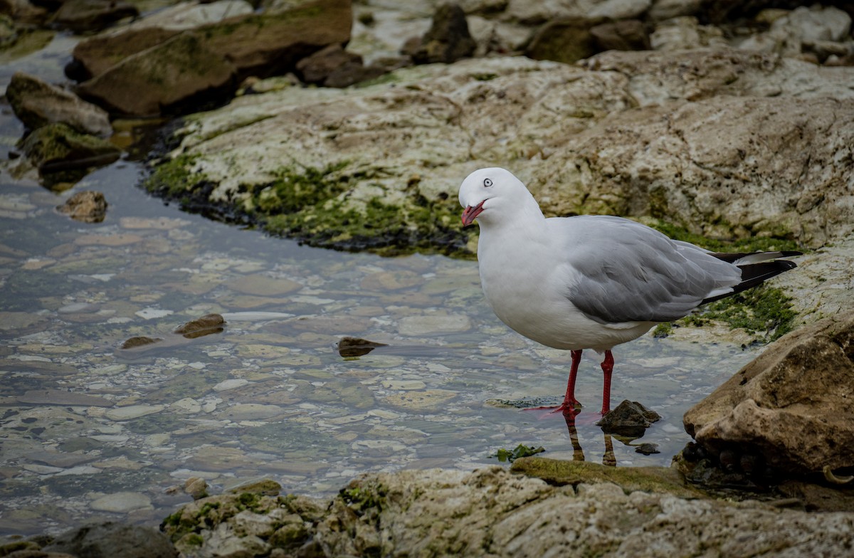 Silver Gull - Elona Hart