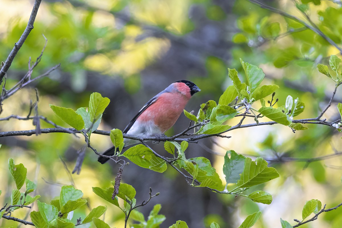 Eurasian Bullfinch - Delfin Gonzalez