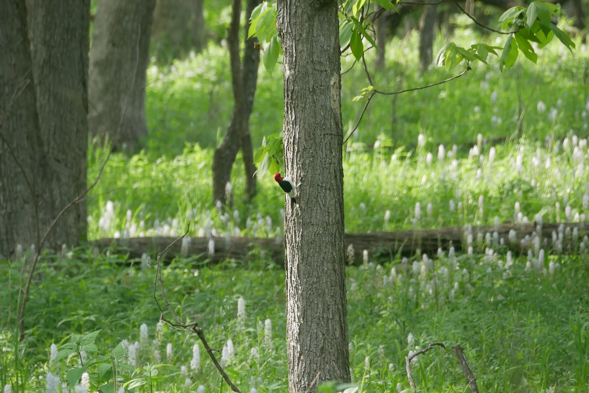 Red-headed Woodpecker - Sandeep Biswas