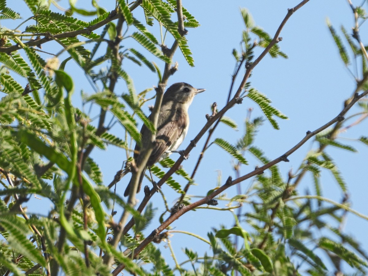 Warbling Vireo - ML619490289