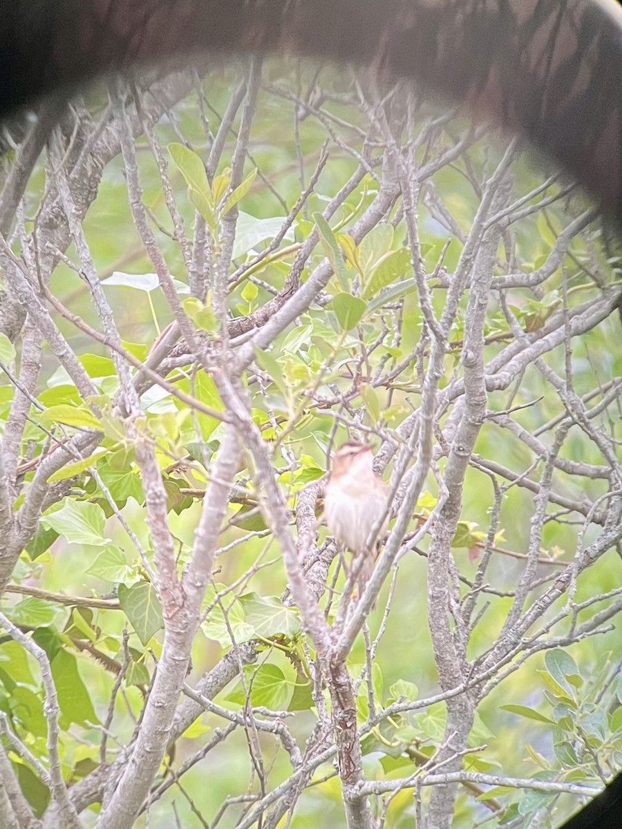 Sedge Warbler - Cheshta Buckley