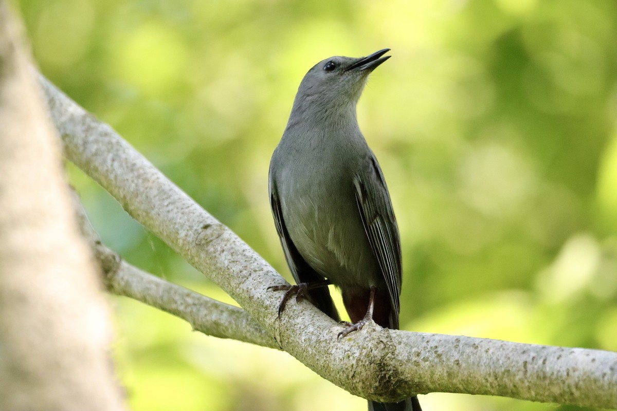 Gray Catbird - William Going