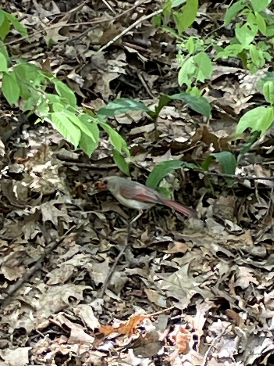 Northern Cardinal - ML619490297