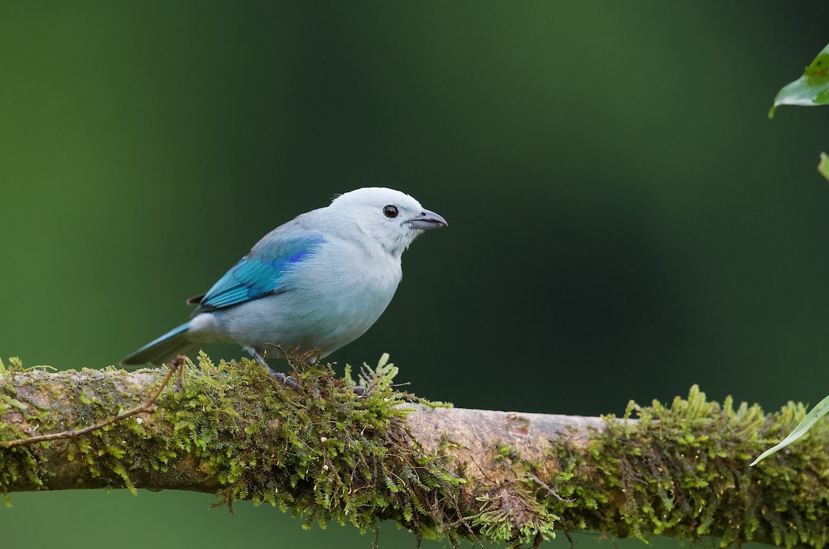 Blue-gray Tanager - David Brassington