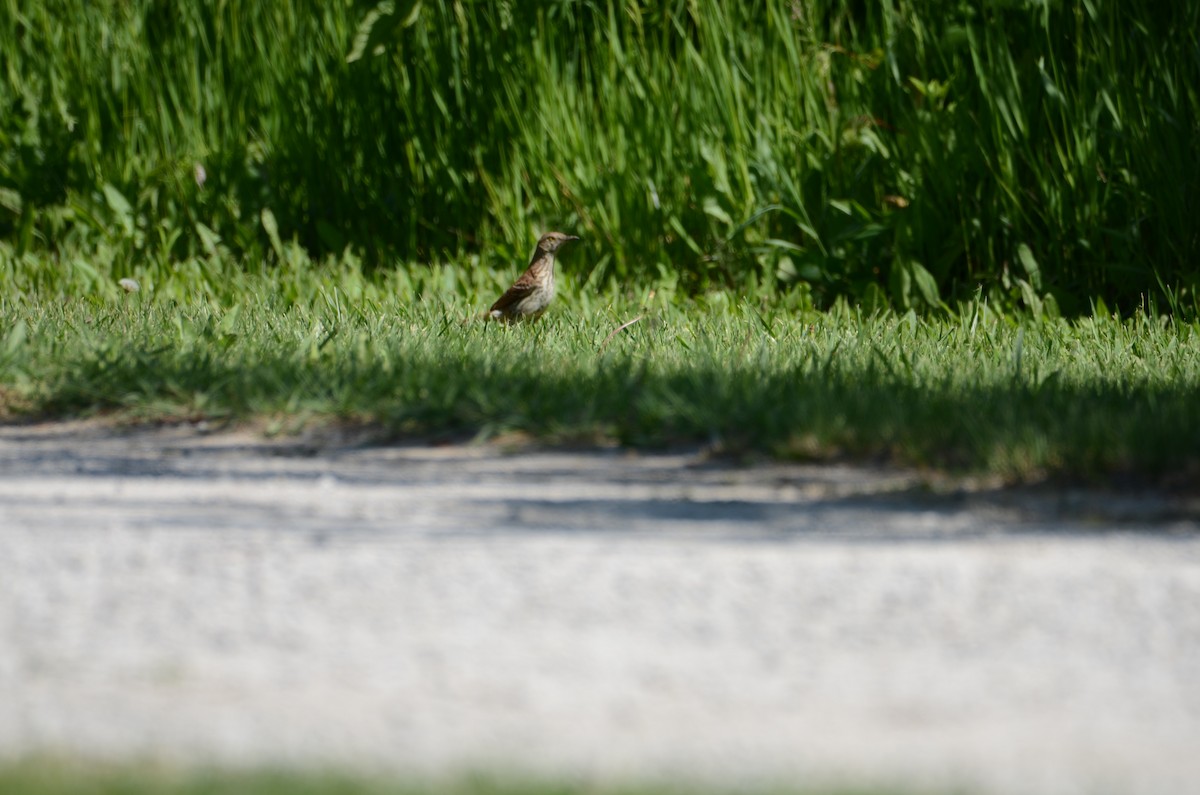 Brown Thrasher - ML619490301