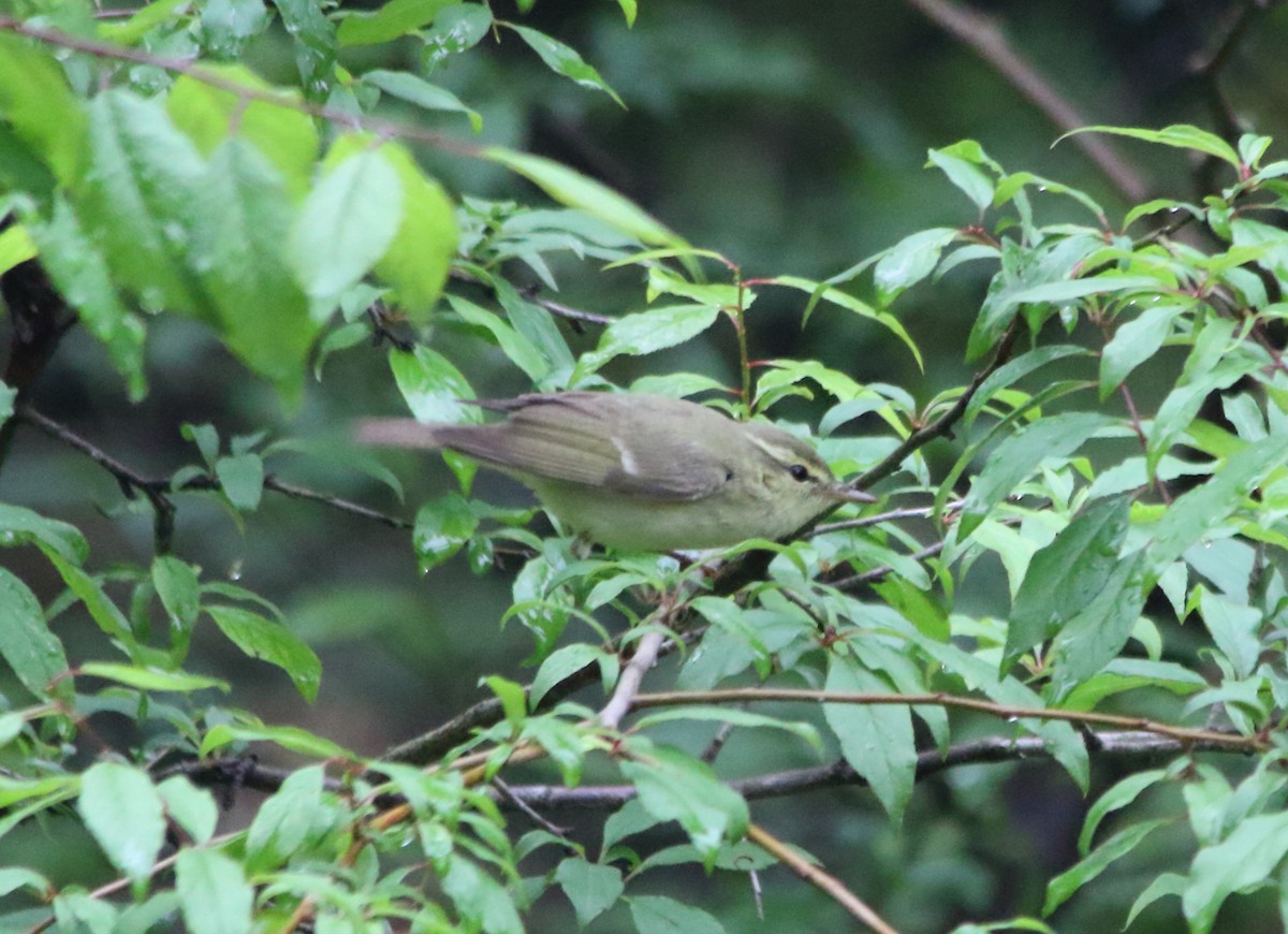 Green Warbler - Elaheh Afsaneh