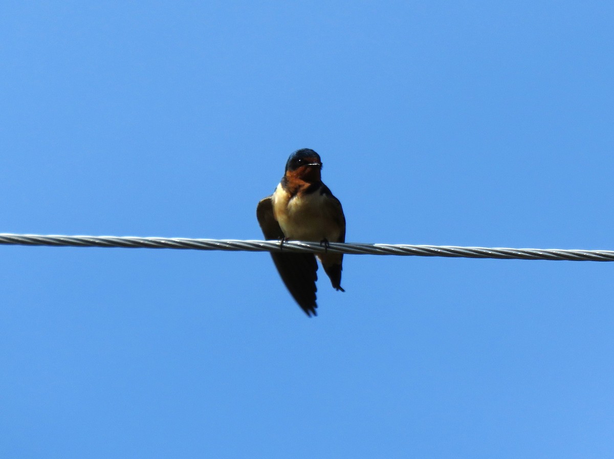 Barn Swallow - Teresa Weismiller