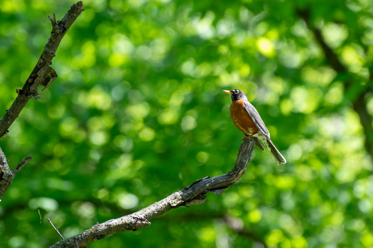 American Robin - Madalin Bernt