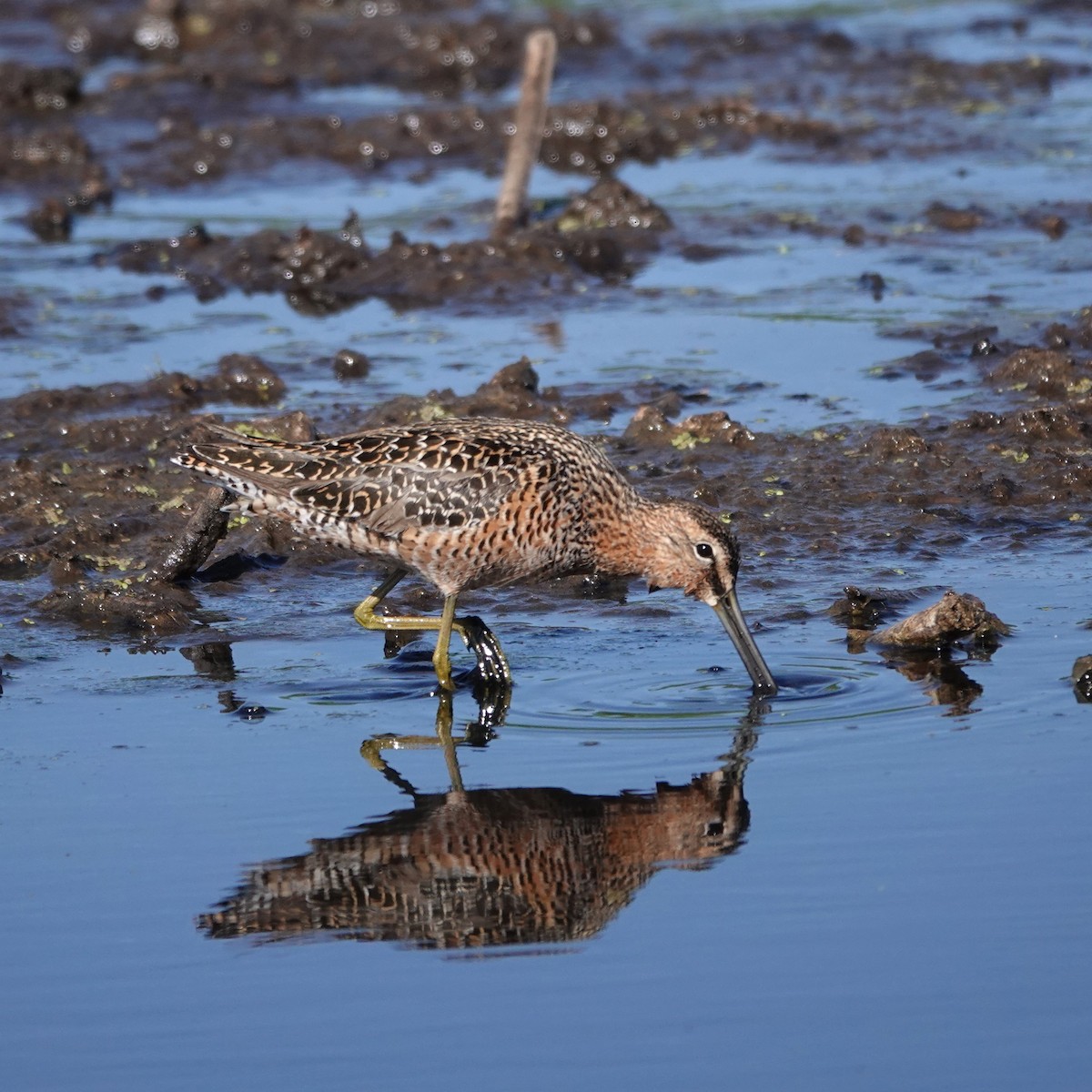 Long-billed Dowitcher - George Ho