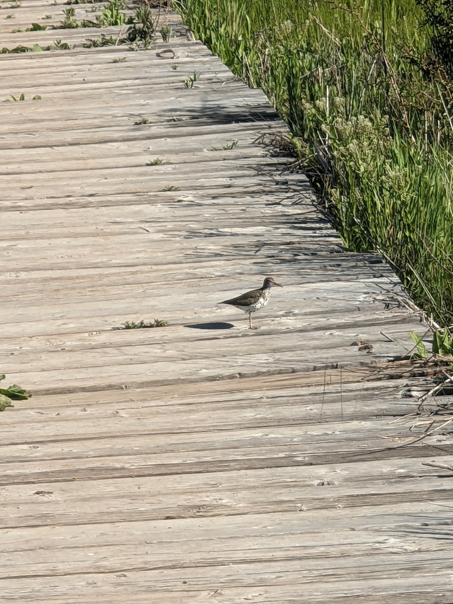 Spotted Sandpiper - Matthew Harris