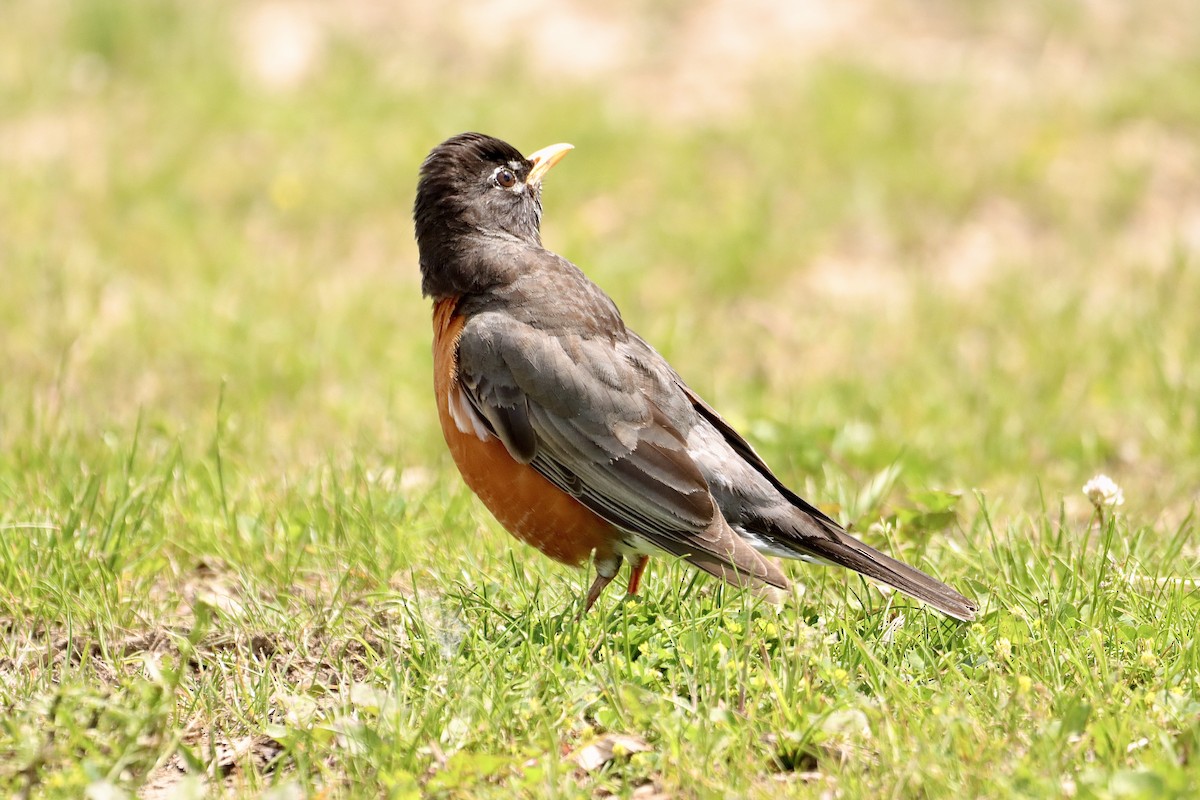 American Robin - William Going