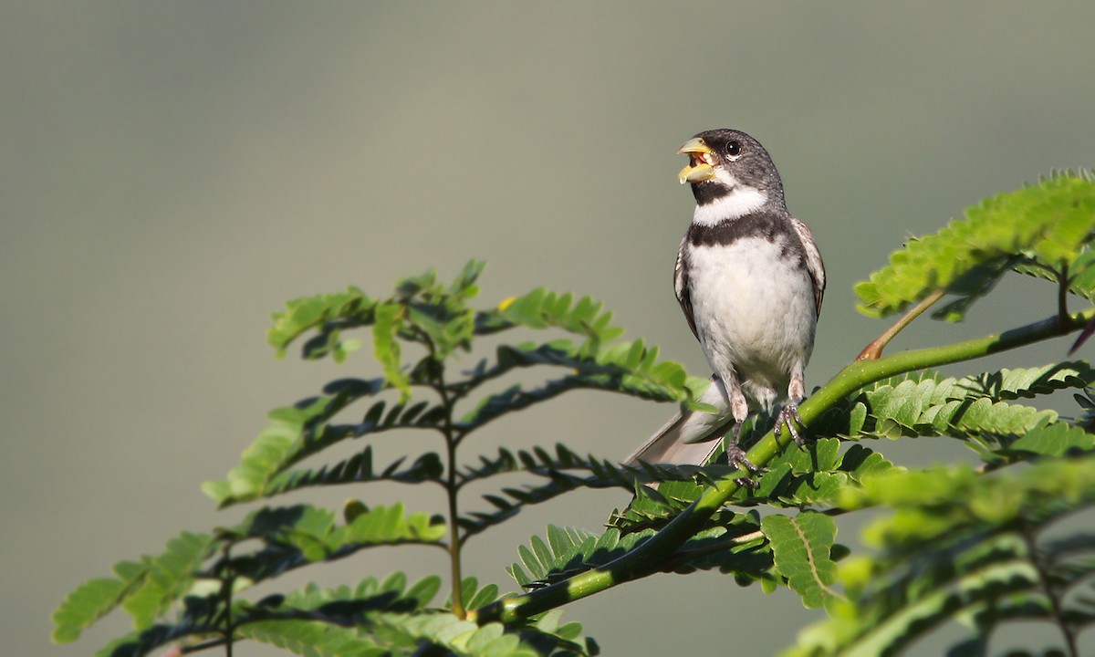 Double-collared Seedeater - Adrián Braidotti