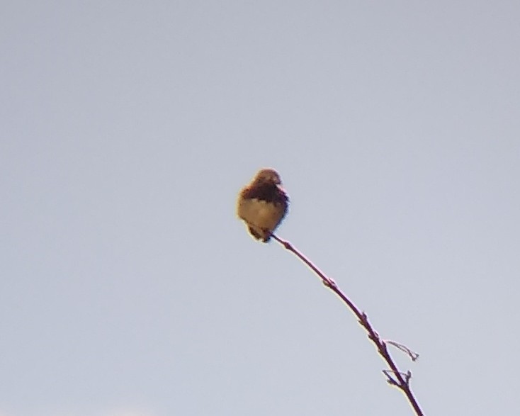 Calliope Hummingbird - Rachel Pon